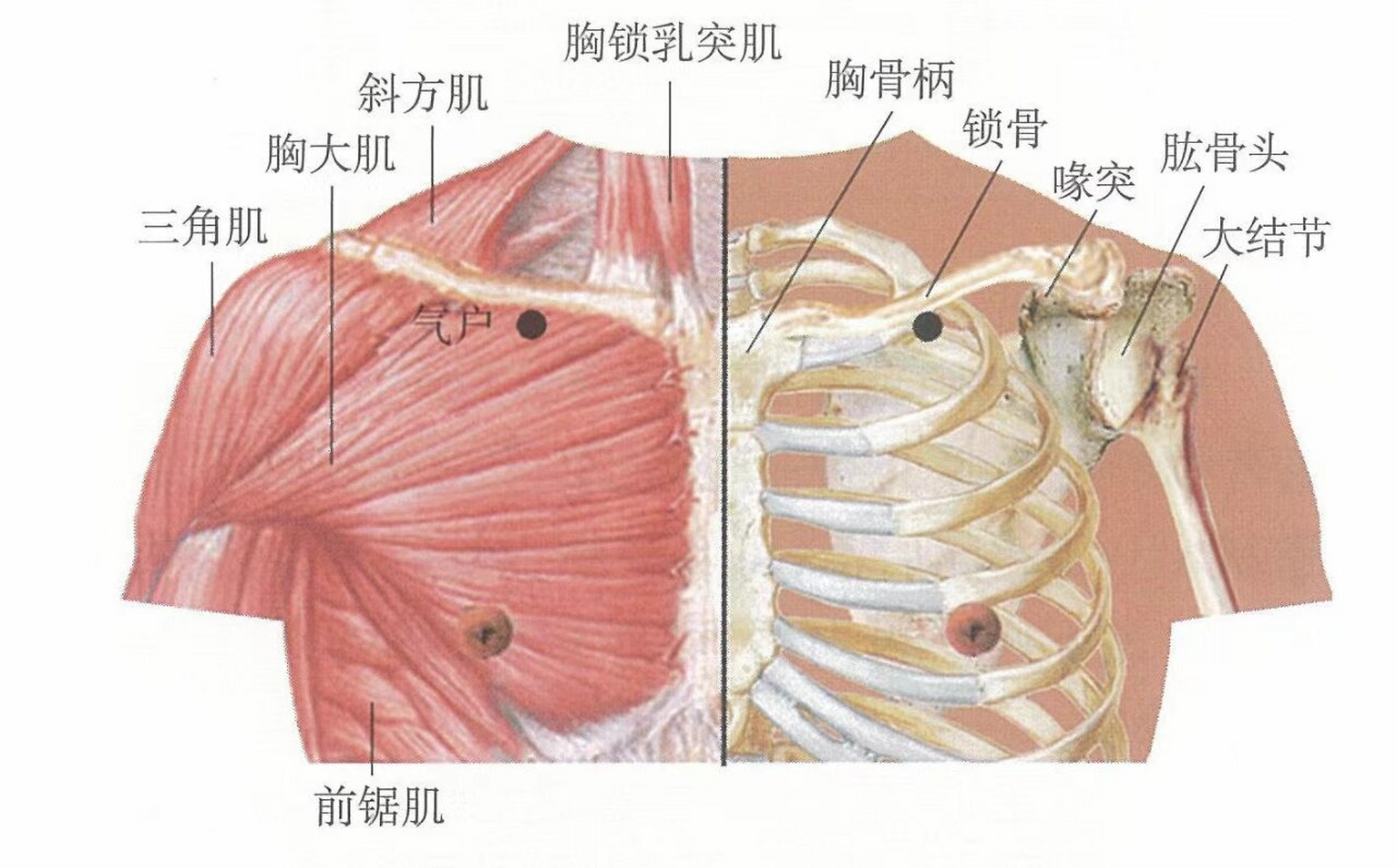 乳突的准确位置图作用图片