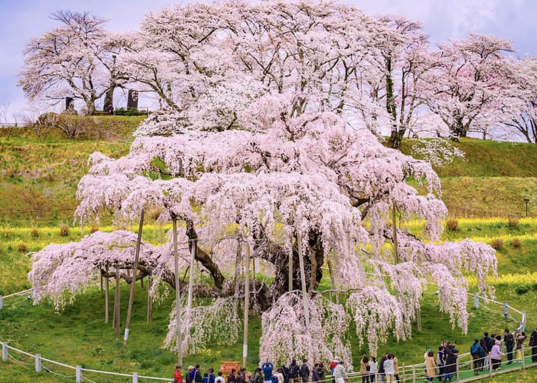 日本有三棵树龄超过一千年的樱花树,比日本历史还要长的这三株樱花树