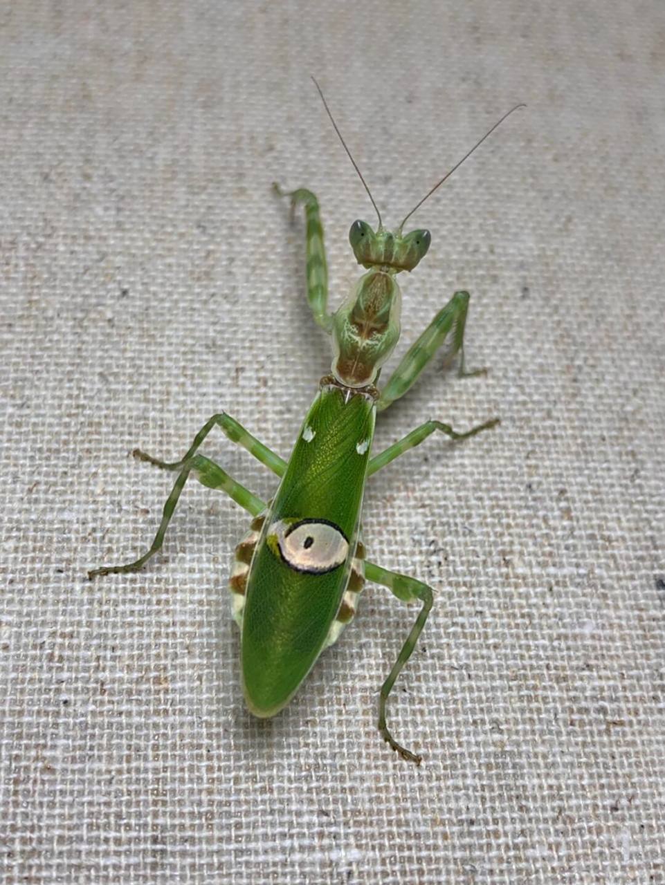 眼斑螳螂的威吓～ 野生的体色就是漂亮啦[害羞]#昆虫# #螳螂# #眼斑