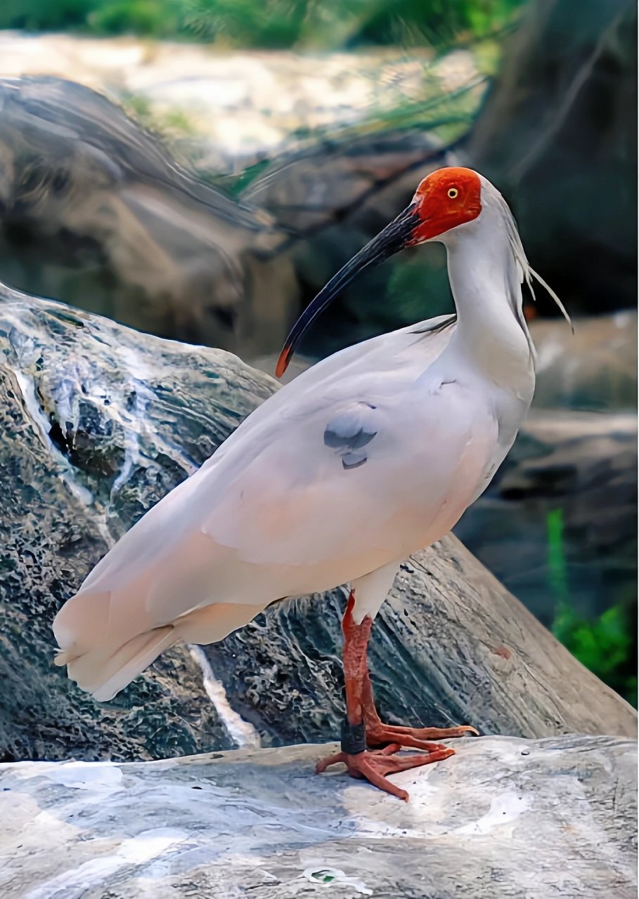 朱鹮是国家一级保护动物.上世纪,人们一度以为野生朱鹮已灭绝.