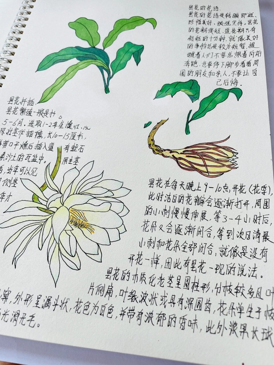 昙花扦插方法图片