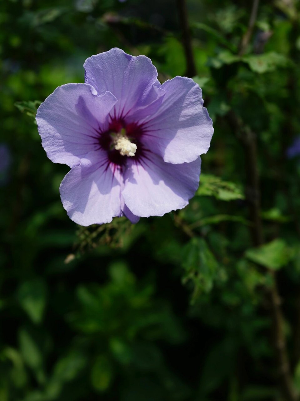 粉紫长苞木槿 木槿花 	 明/张以宁 	 朝昏看开落, 	 一笑小窗中.
