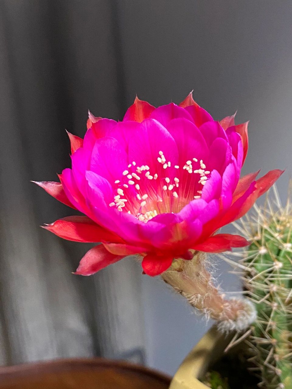 反物质,席克氏(bob schick)彩草仙人球 经典品种.