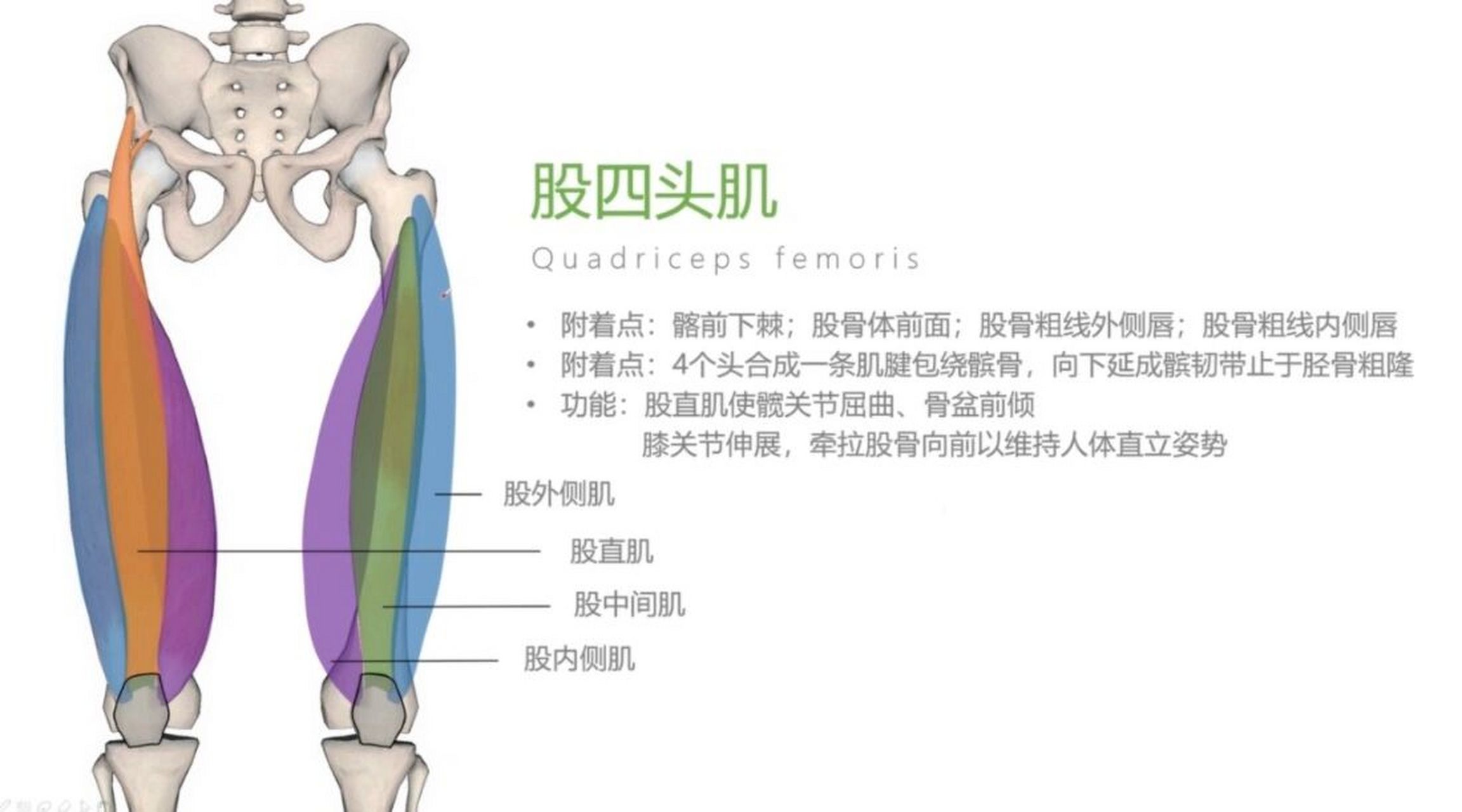 肱四头肌解剖图图片