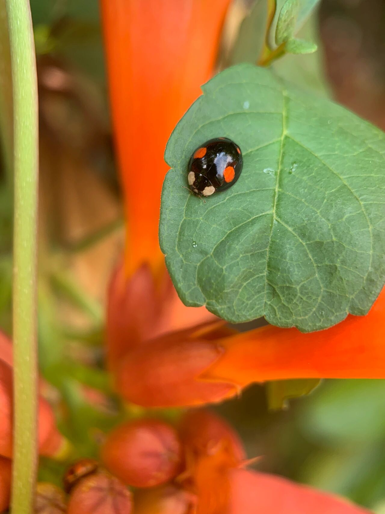 四星瓢虫 凌霄花的花朵间躲满了避阳的瓢虫 	 它的别名:红娘