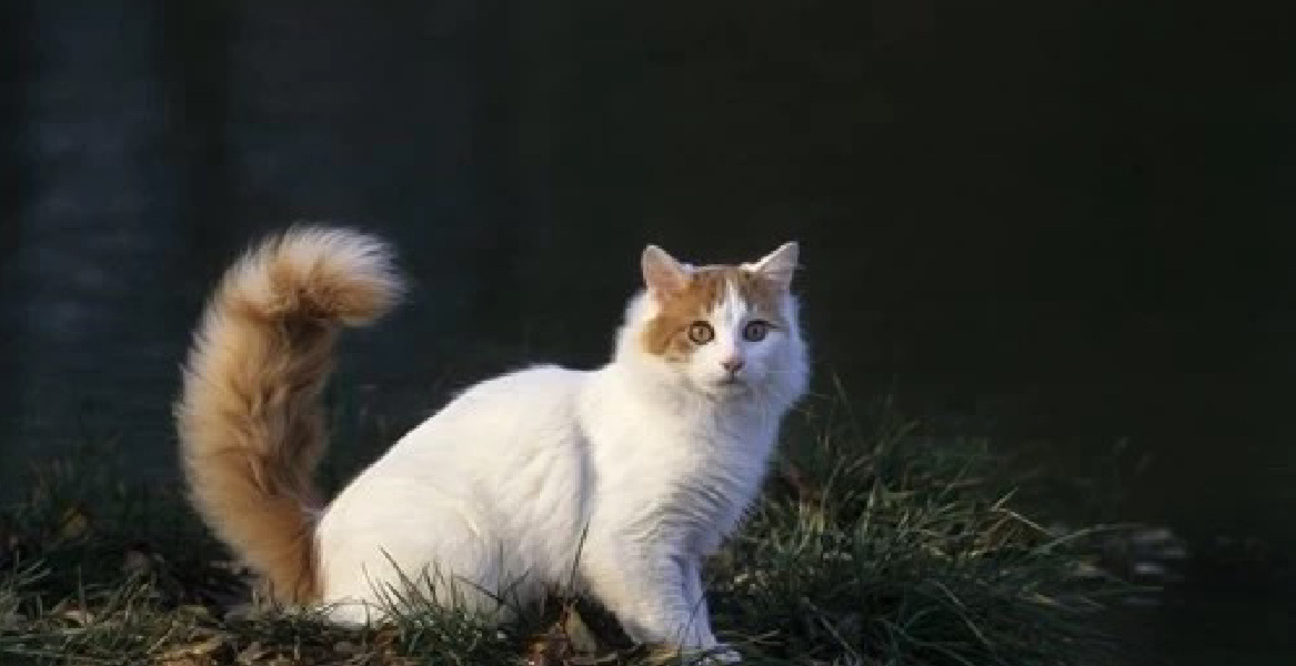 土耳其梵猫 土耳其梵猫 其它名称 土耳其梵描van kedisi(纯白色),梵猫