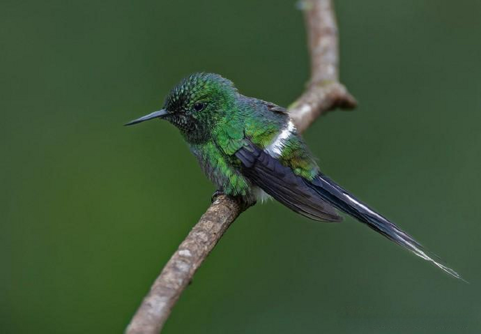 【小鸟主题摄影作品】 摄影师:paul janosi