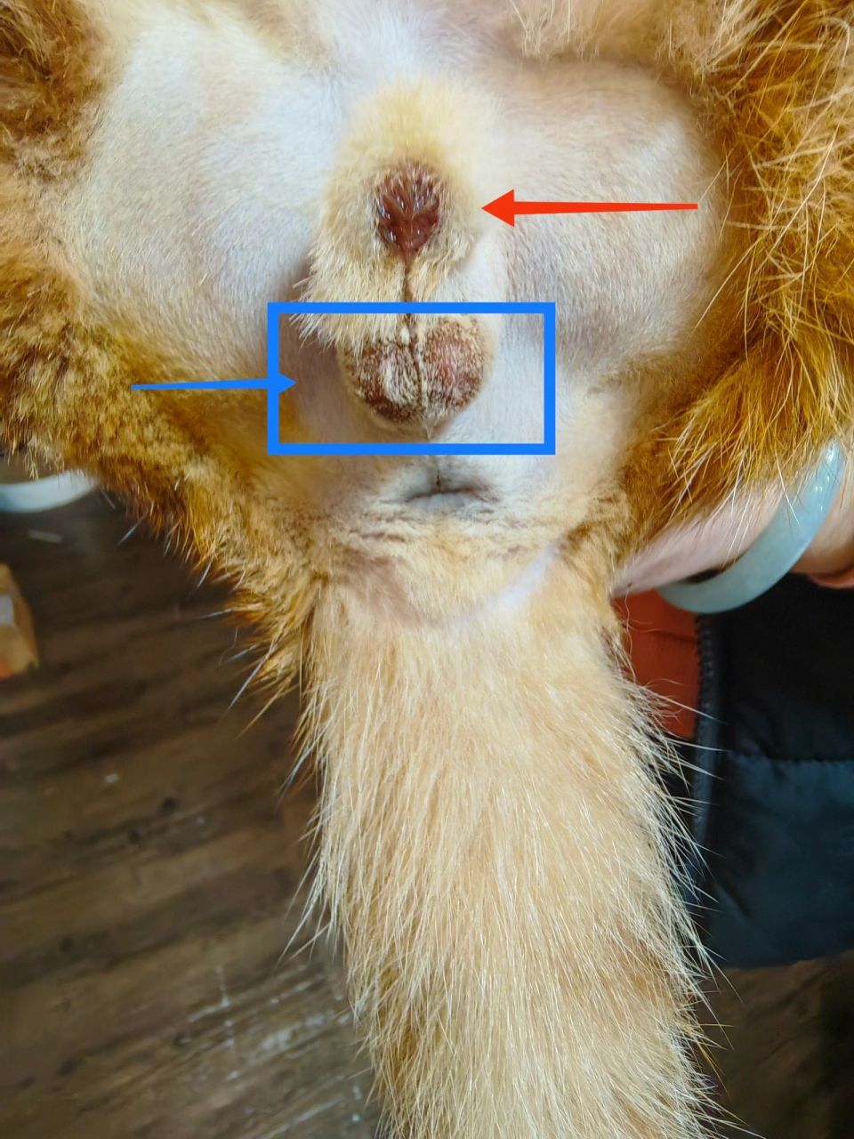 公猫绝育伤口原来是这样的 谨慎看图二,不要喷我不要喷我