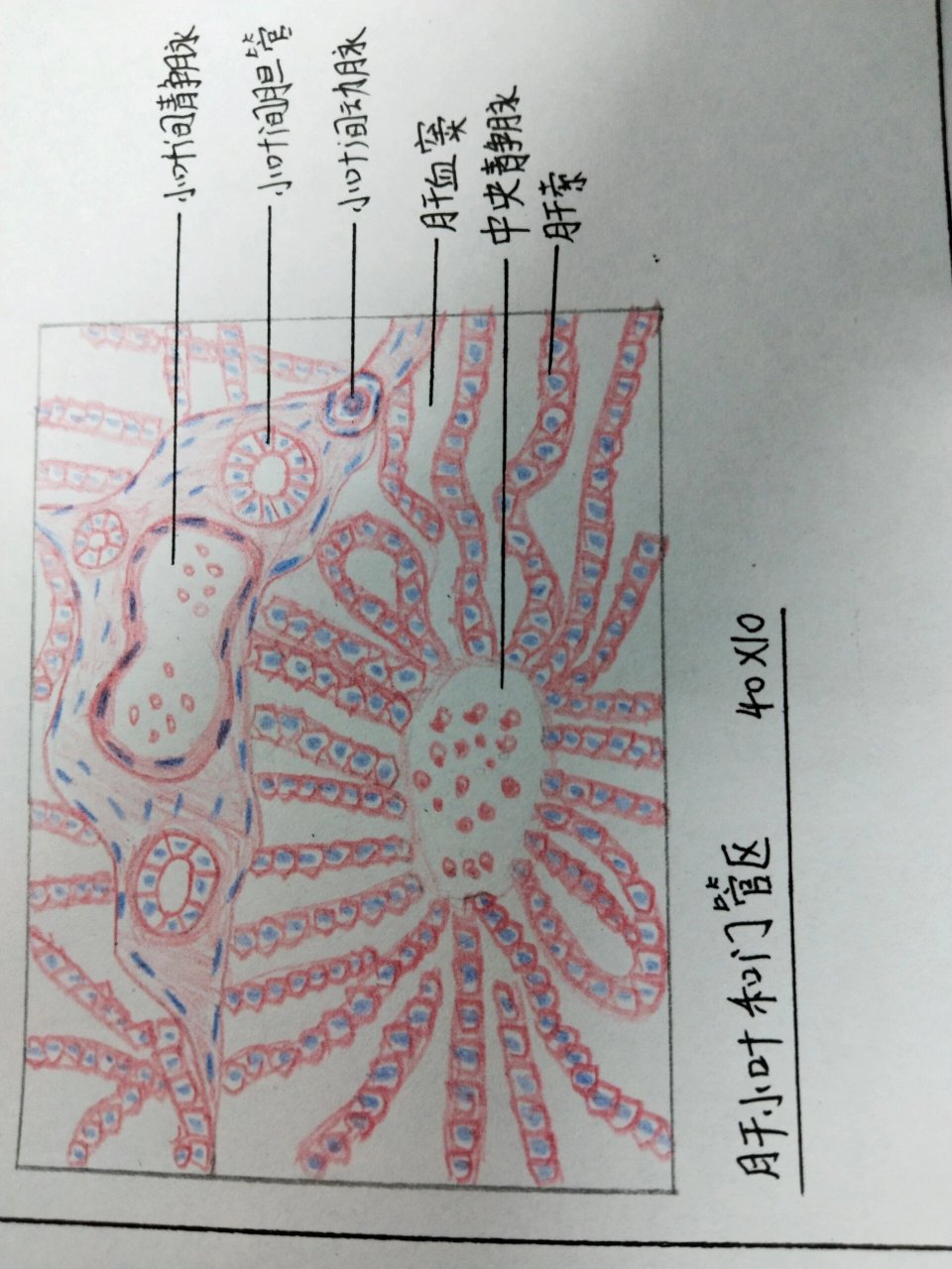 肝小叶结构图红蓝笔图片