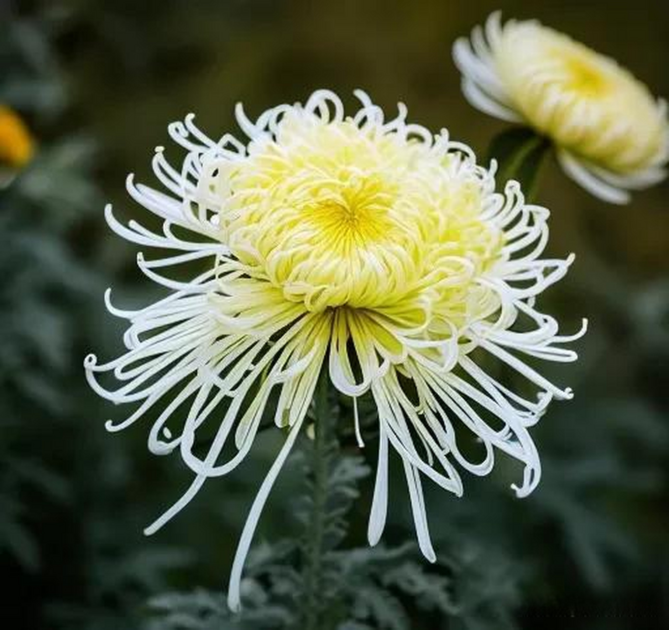 龙须白菊一组. 冬日生活打卡季赏冬日菊花 多姿多彩的秋菊