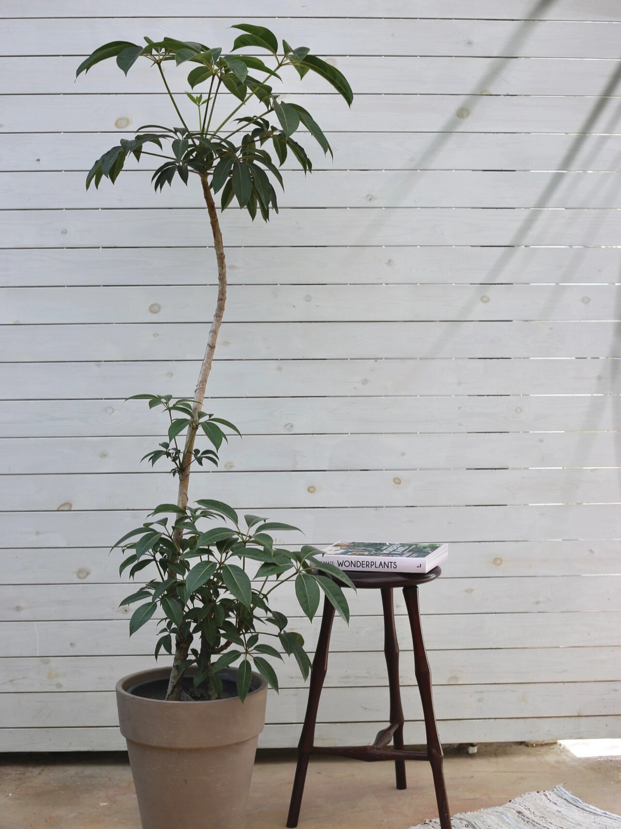 自由植物大赏|日本大叶伞 新到的日本大叶伞, 姿态绝好.