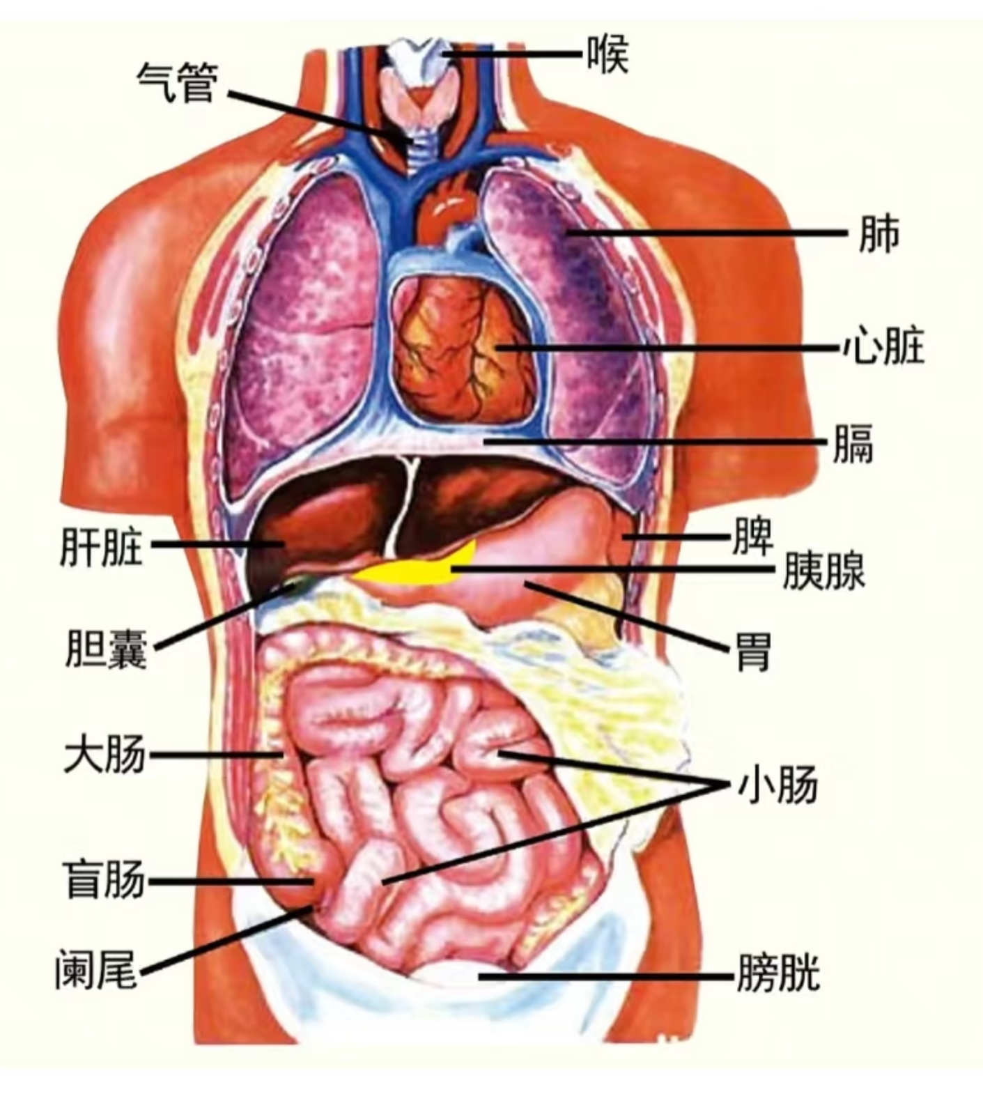 乙状结肠和膀胱的位置和结构是这样的