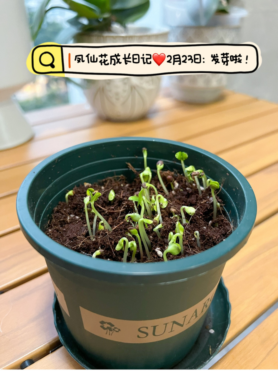 四下科学作业:凤仙花成长日记(一)