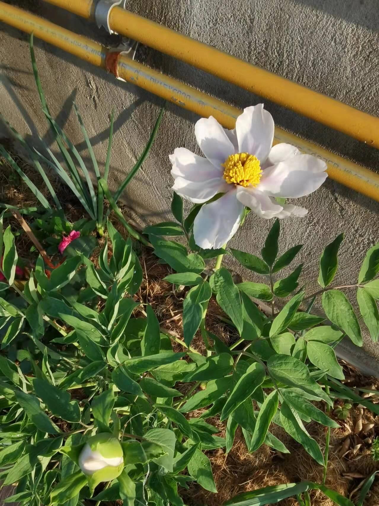 白色单瓣牡丹是啥品种啊?