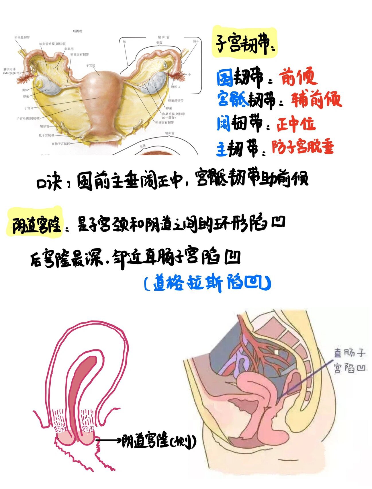 子宫韧带位置示意图图片