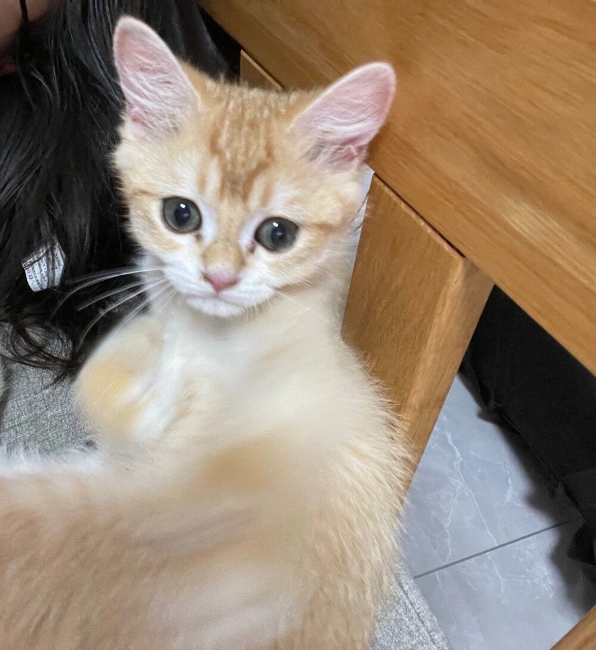 尴尬期的金渐层有多丑,右滑看它长大 最后一张图是刚买了的样子,真的