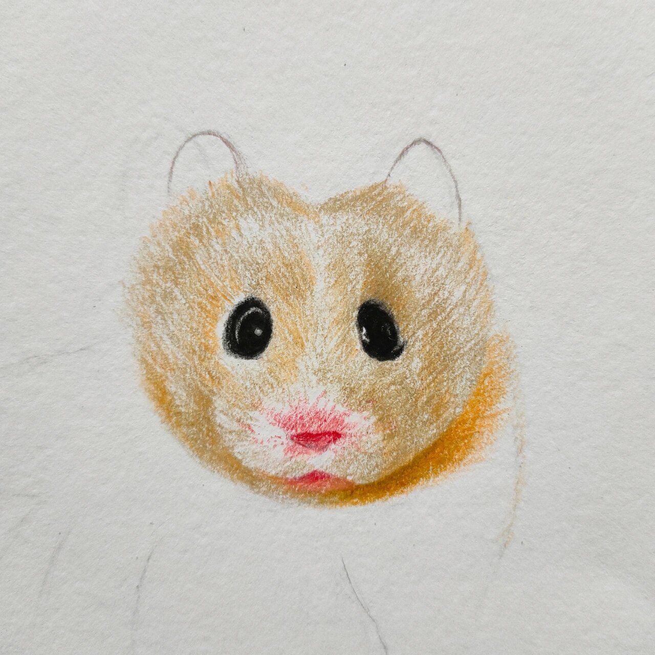 手绘彩铅金丝熊(含步骤) 工具:@marco马可  雷诺阿水溶性彩铅 #马可