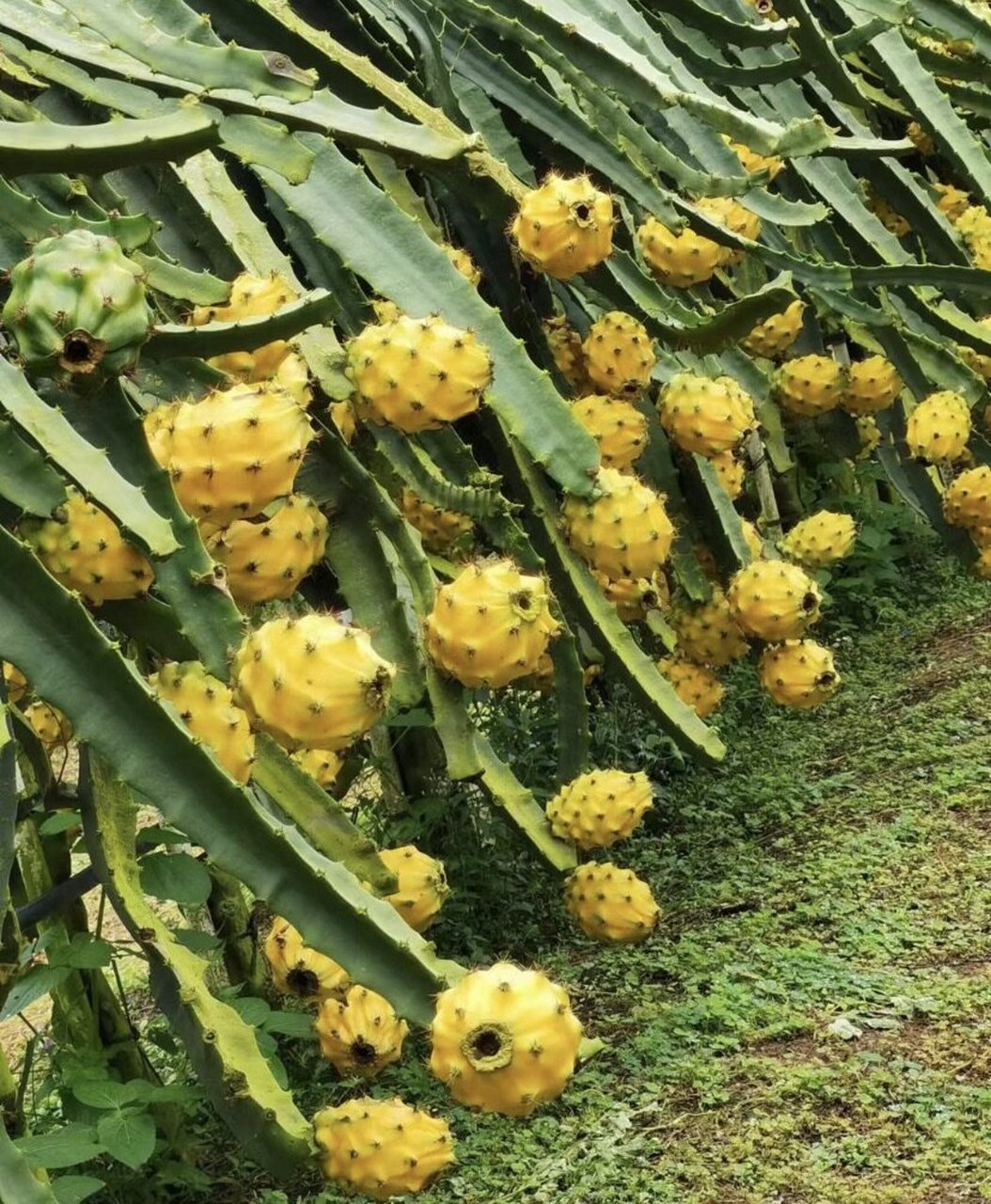 燕窝果种植难点图片