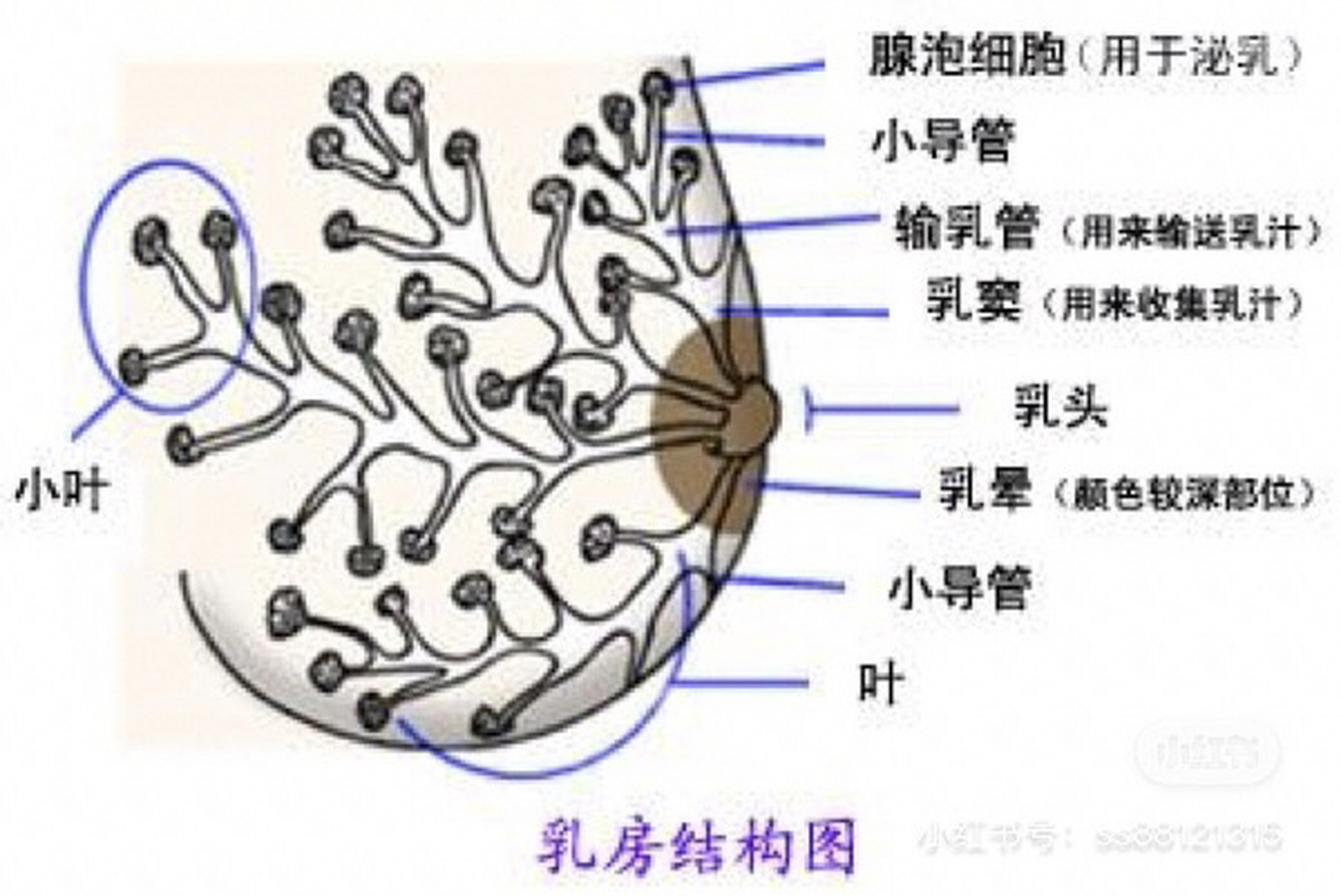 【02 乳房发育不良的症状和原因】 (1),小乳房