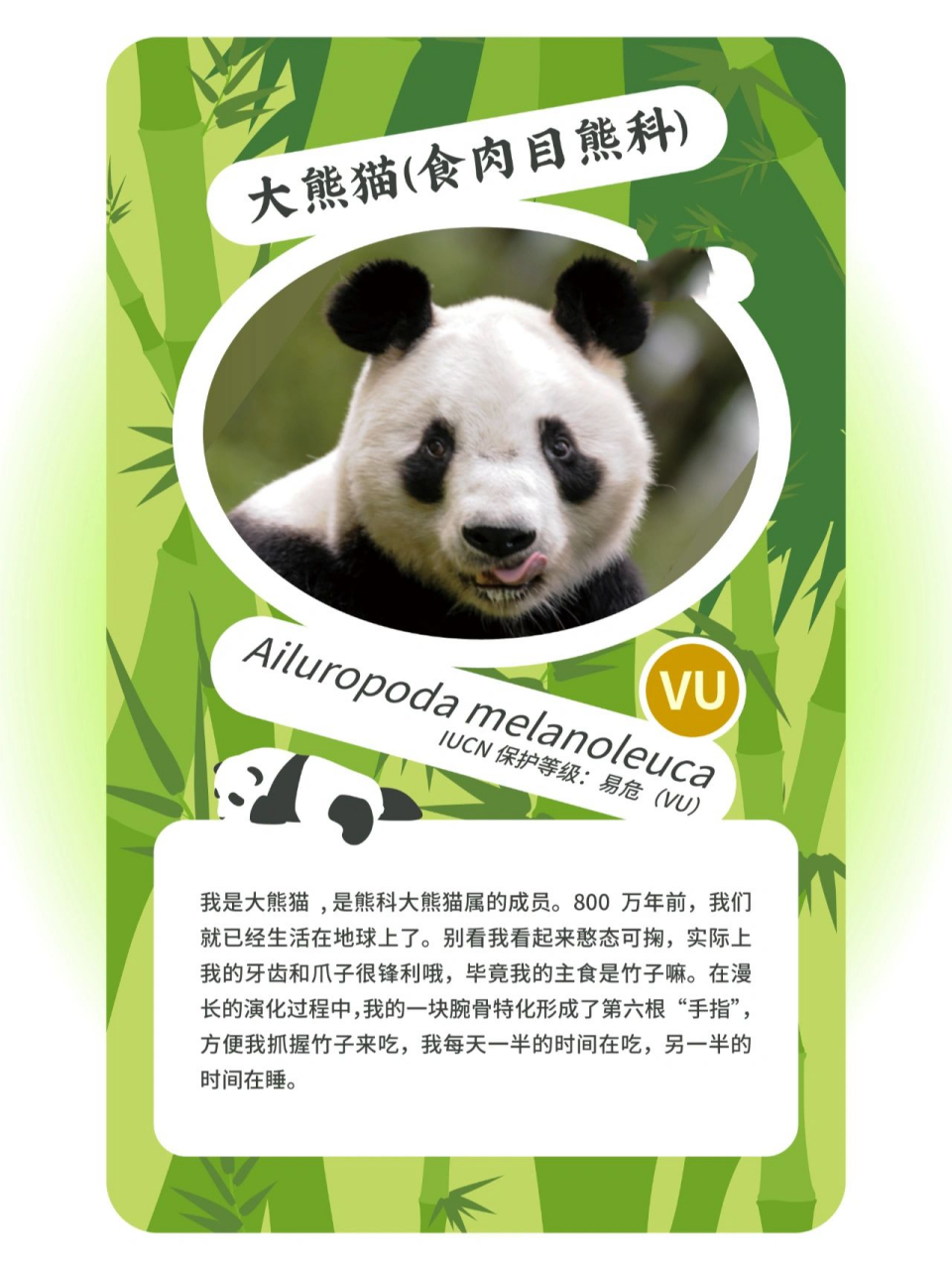 制作大熊猫的资料卡片图片