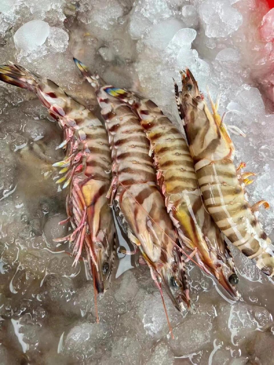 野生斑节虾|也叫竹节虾 九节虾 优良品种,深海野生竹节虾 营养丰富