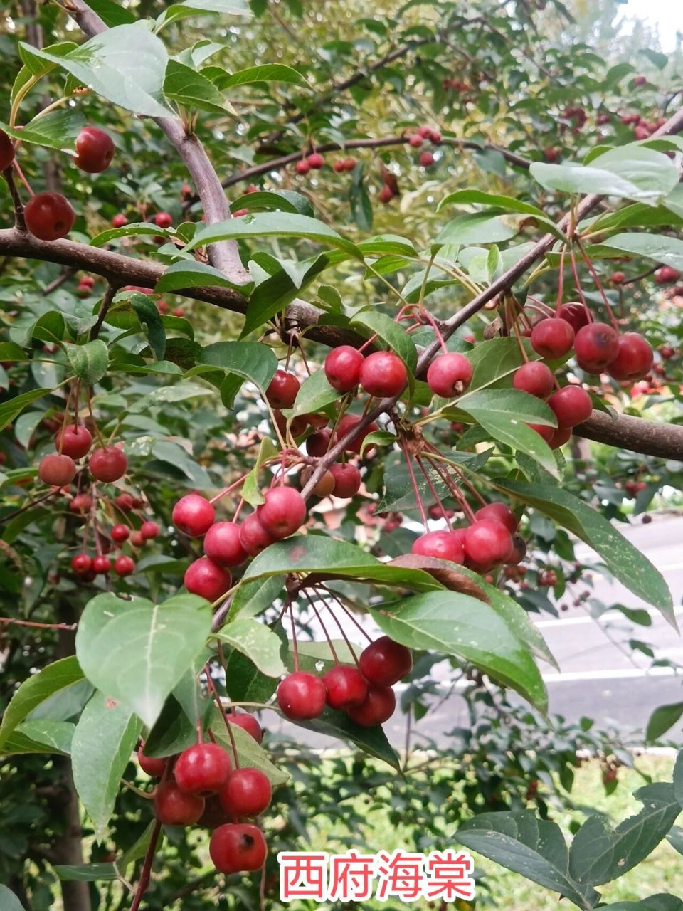 海棠果果实分类,涨知识了 垂丝海棠,西府海棠,贴梗海棠的果实你分得