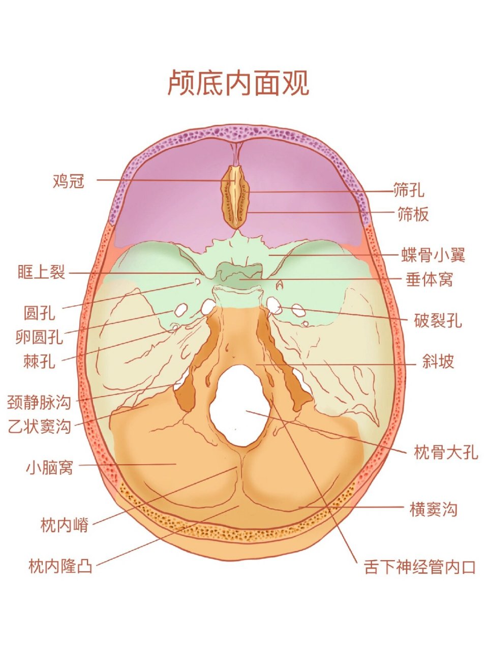解剖学图谱重绘5 颅骨内面观 94收纳脑部的颅腔底部,称为颅底内部