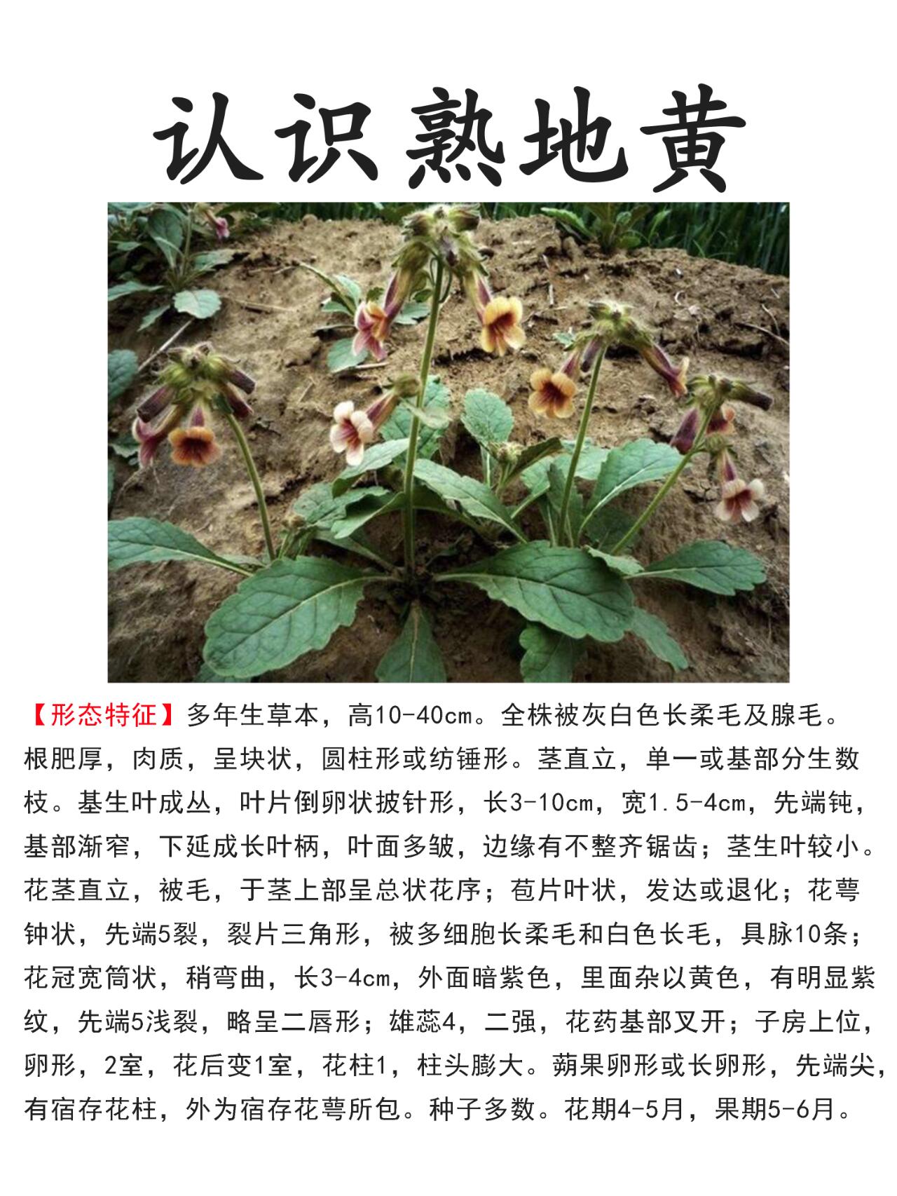 治阴虚血少,腰膝痿弱,劳嗽骨蒸,遗精,崩漏,月经不