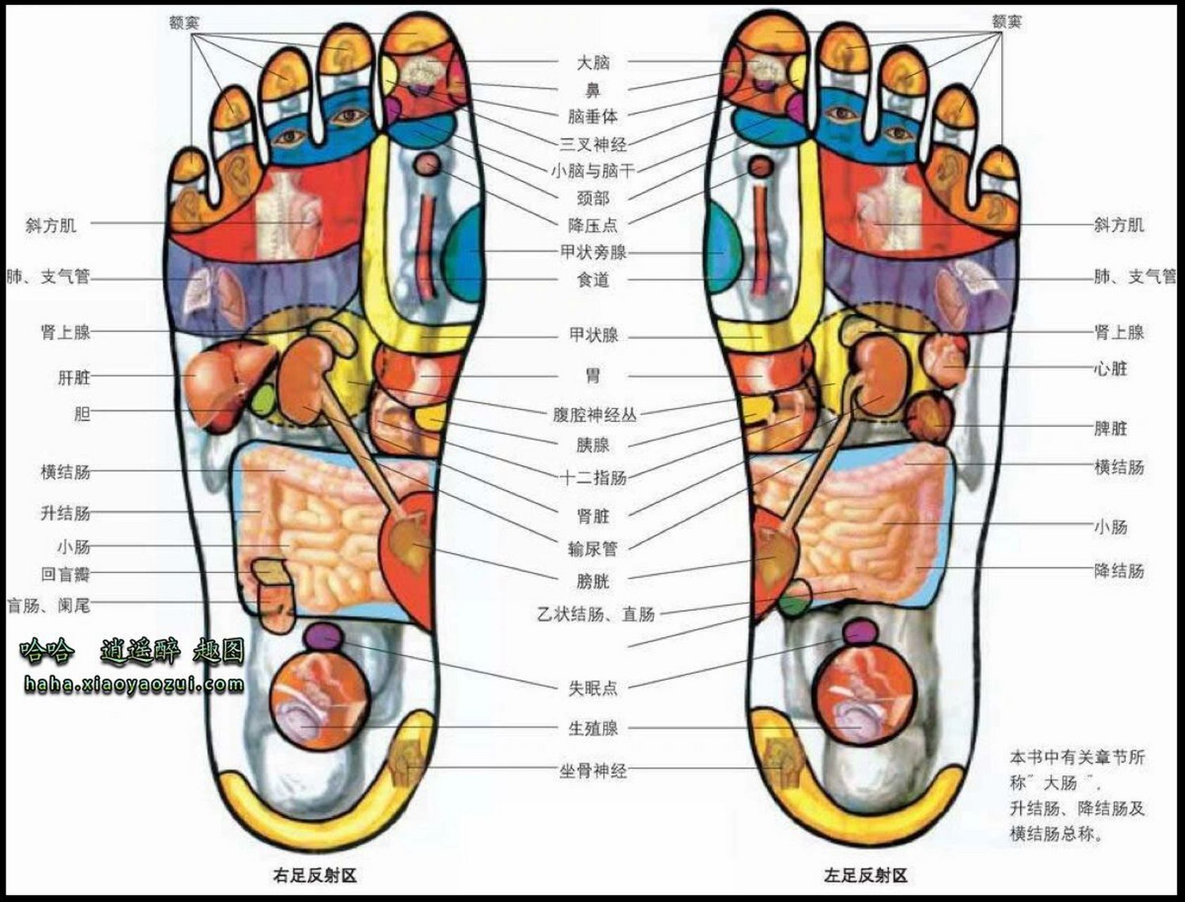 中医经络穴位:《足底穴位图》 1,涌泉穴 位置:从足底,找到脚指二三趾