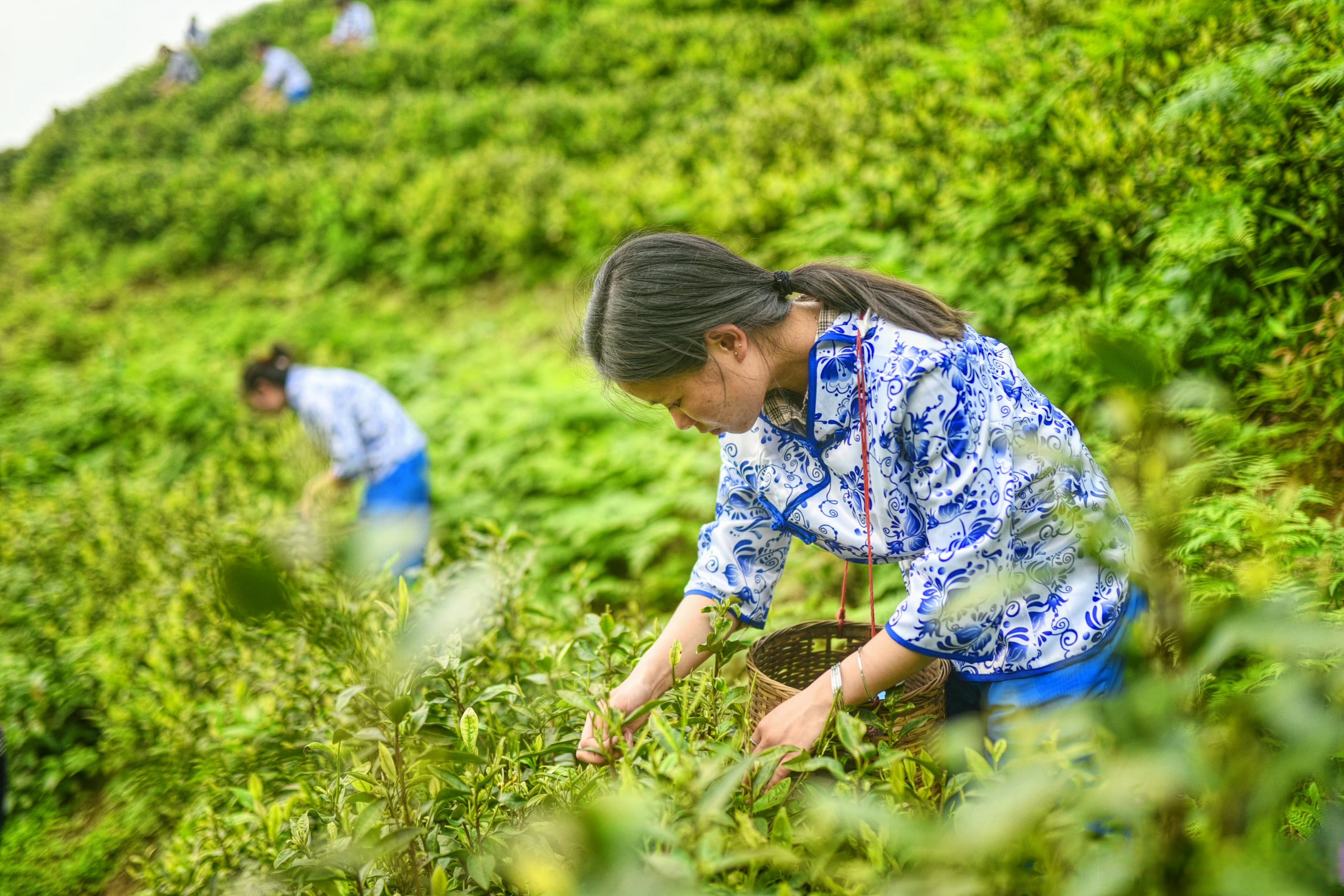 茶园里穿上客家服饰的小姐姐正在辛勤采摘最新鲜