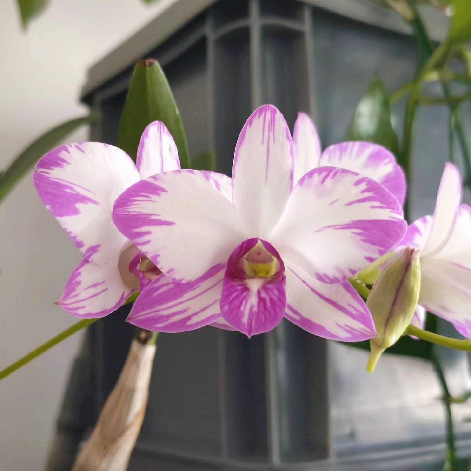 四季常开の泼墨秋石斛