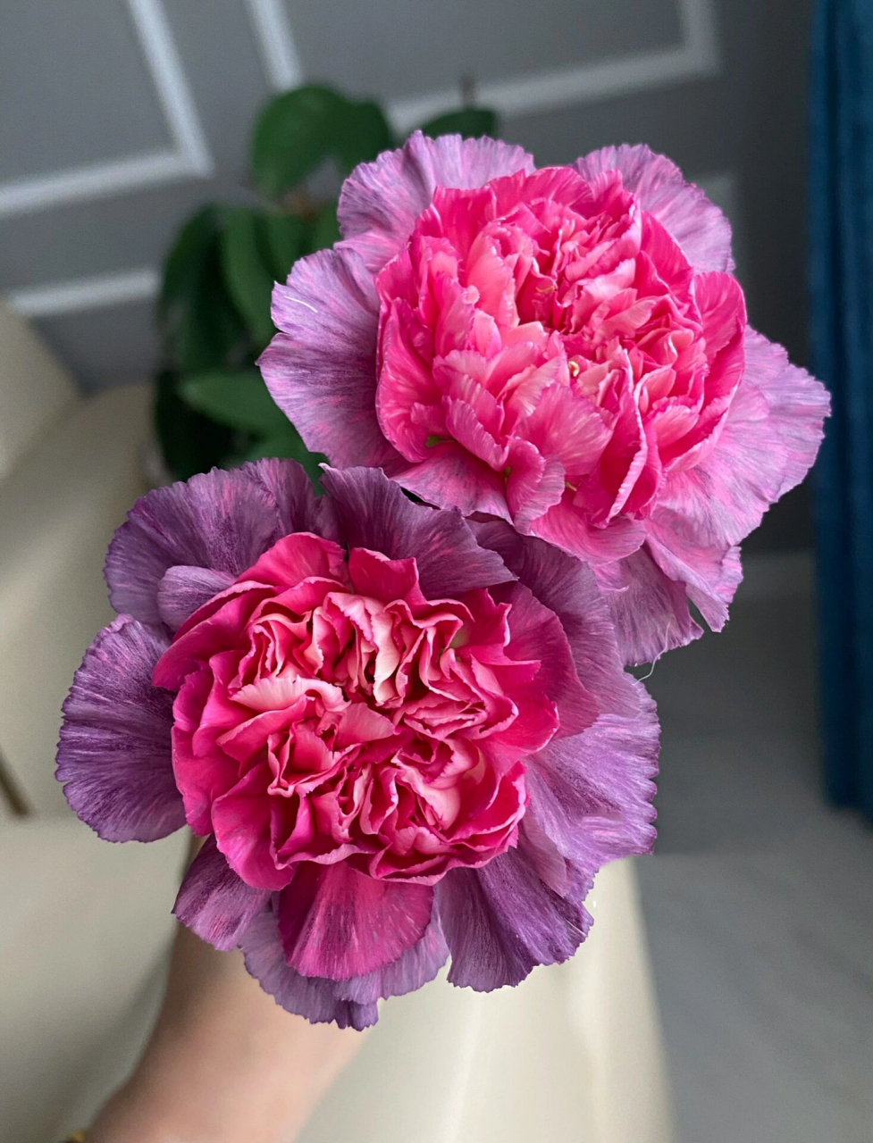 野马康乃馨 养了这么久花,头一次买野马康乃馨,又是一件自己都觉得不