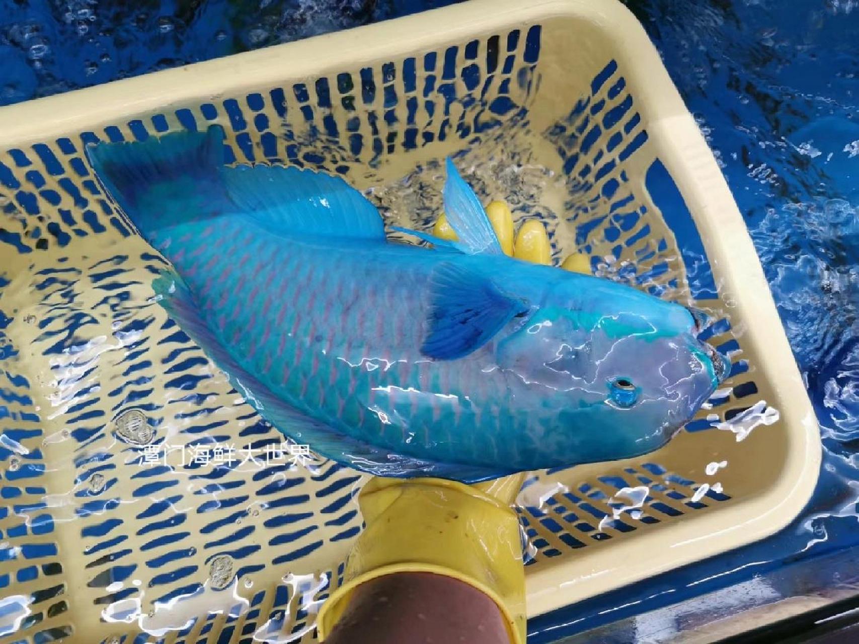 清蒸青衣鱼 一斤重的青衣鱼,蒸十一分钟,淋一层明