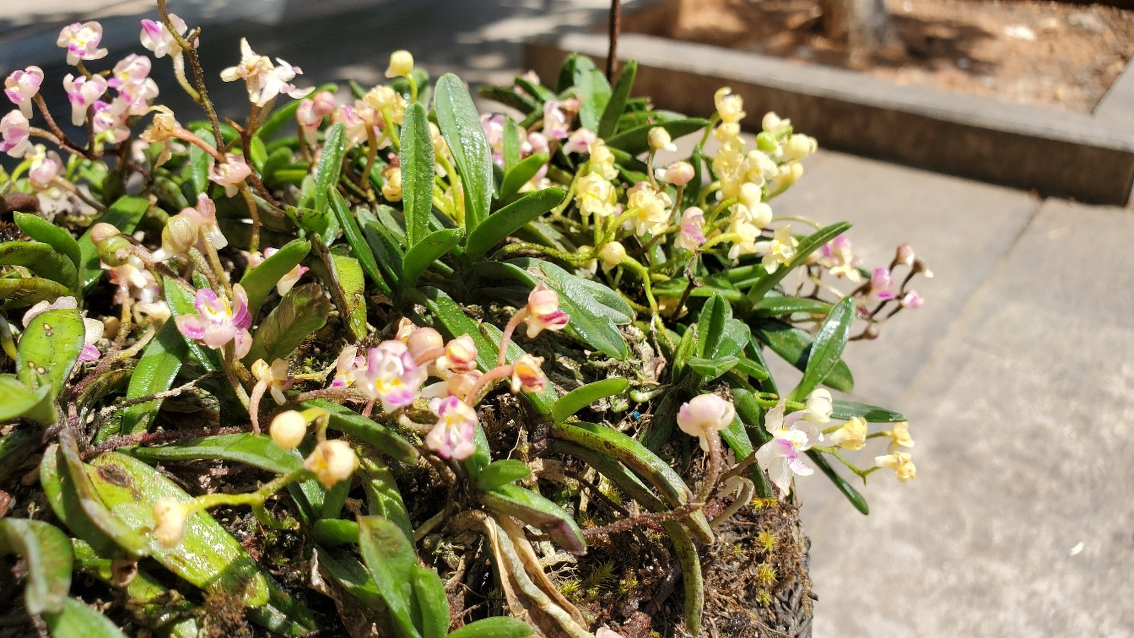 稀有,越南小凤兰 #花卉绿植