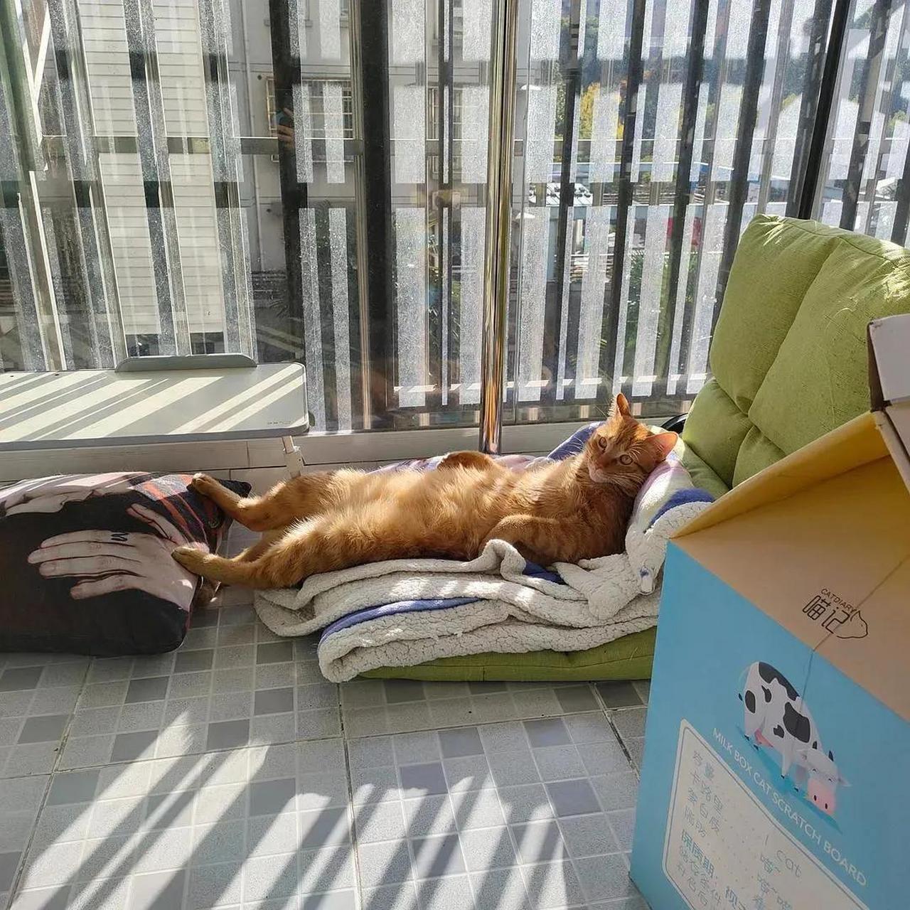 你在外面拼死拼活挣钱养家,你的猫却在家躺着晒太阳,瞧这舒服的小样