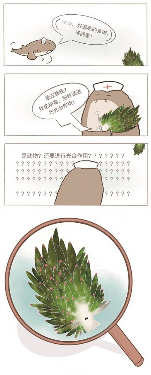 【这株"多肉"竟然是动物】#漫话海洋# 叶羊,又称"小绵羊海蛞蝓",体长