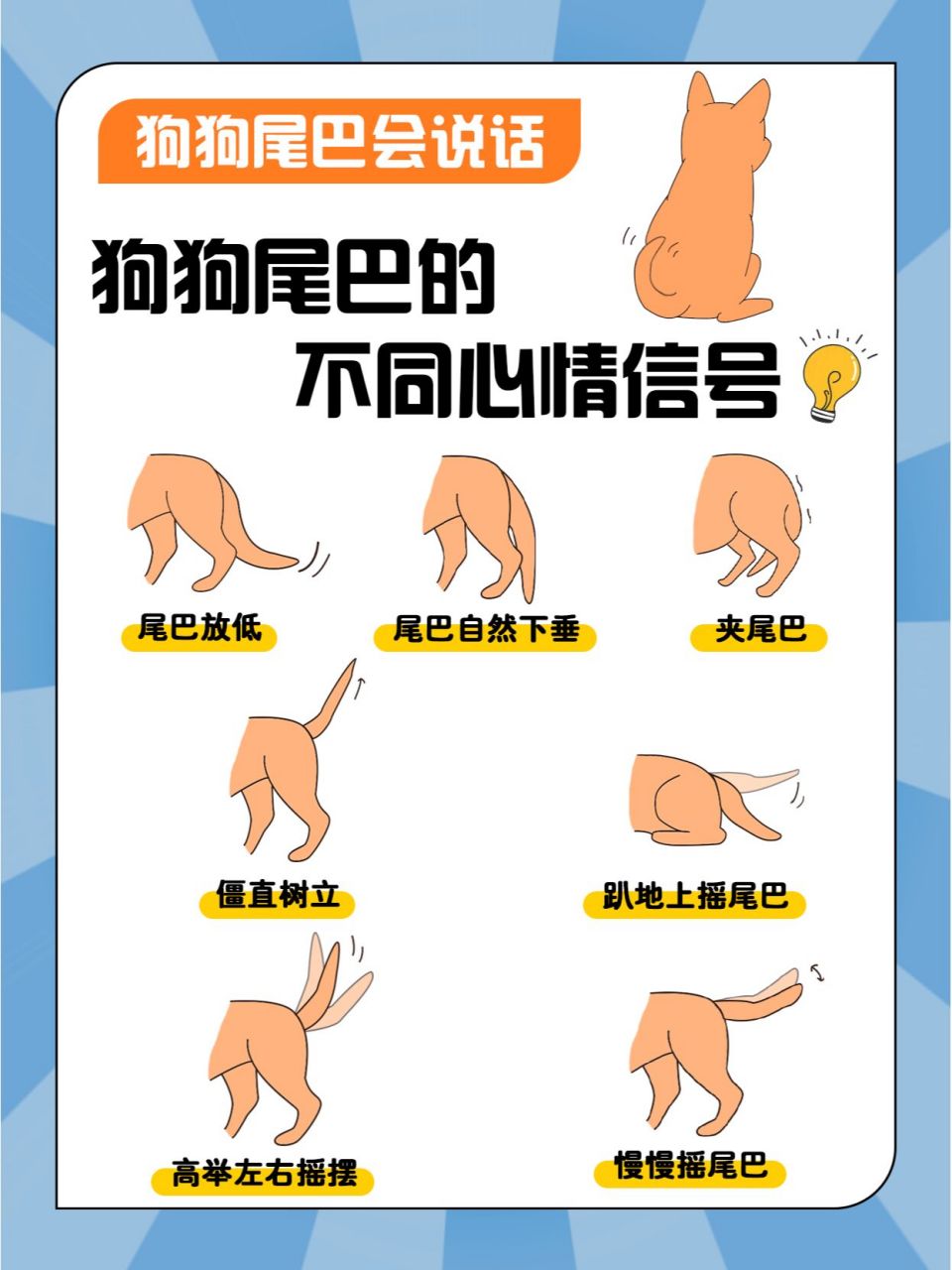狗狗尾巴的心情信号73新手养狗必看 虽然98狗狗和人类语言不通,可