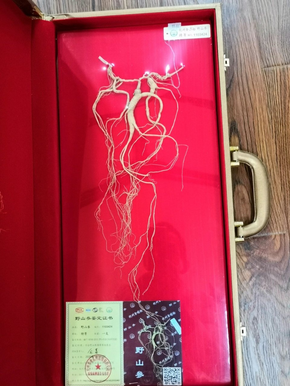 辩识野山参有妙招 96野山人参96 芦:俗称"芦头".