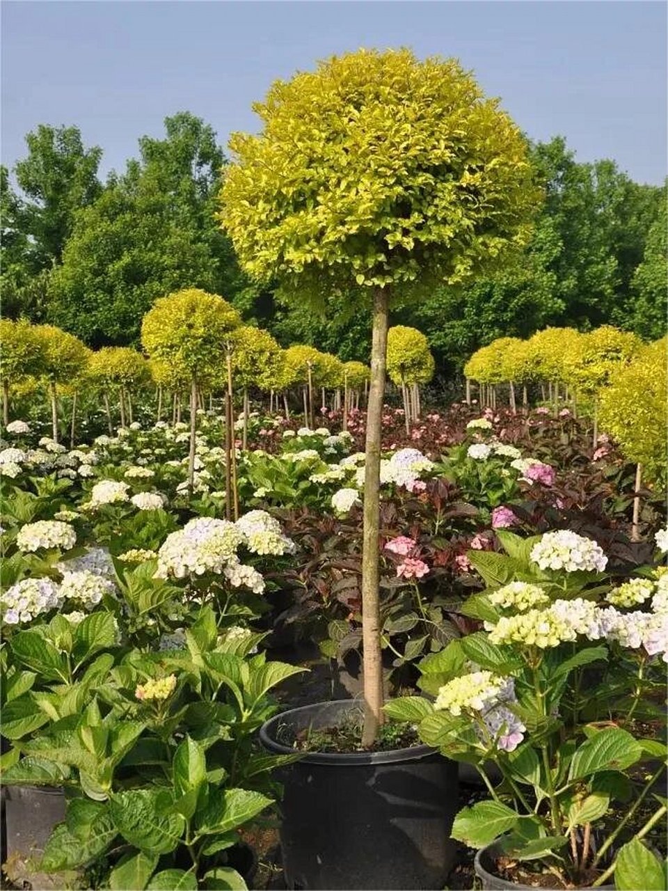 庭院常用造型树99 "亮晶女贞棒棒糖" 93亮晶女贞棒棒糖不是长出来