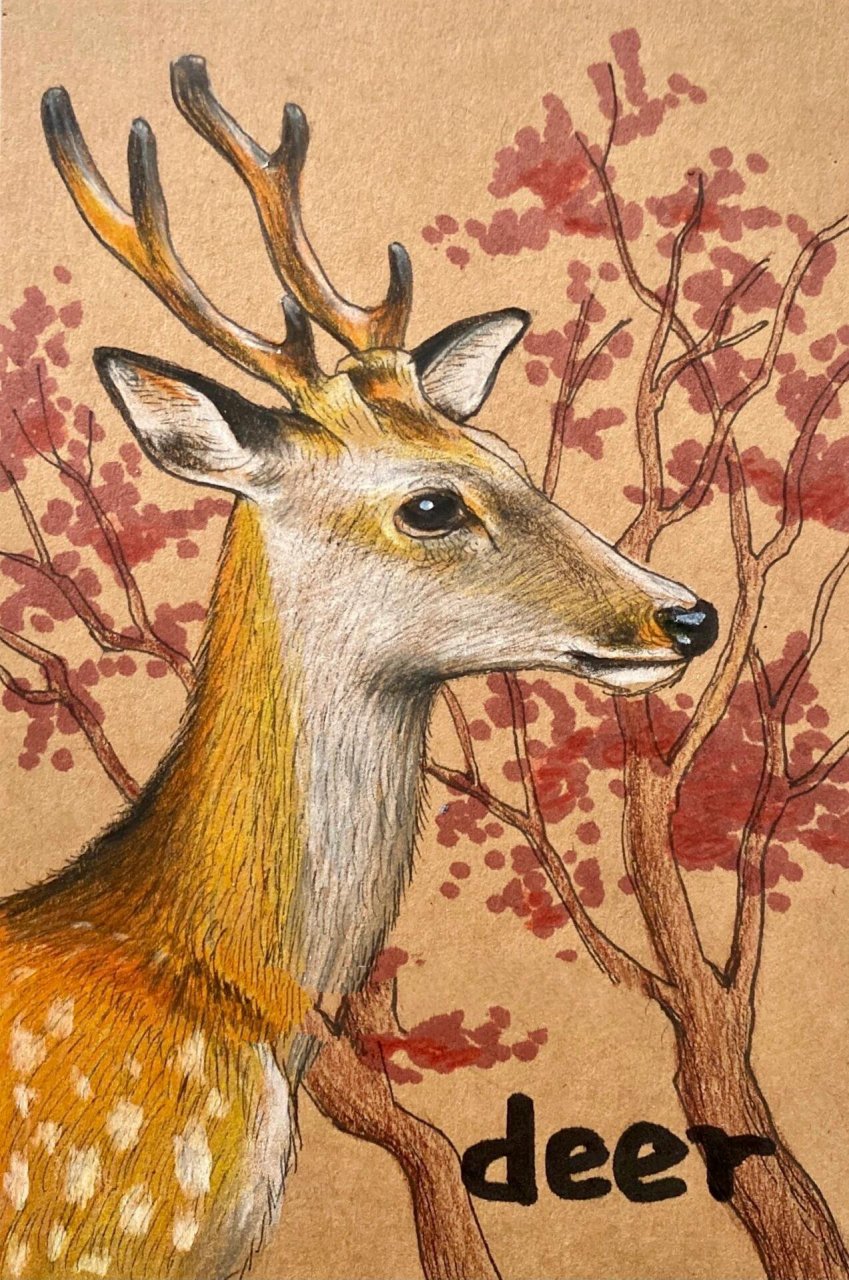 马克笔彩铅动物系列(过程)少儿美术 鹿🦌