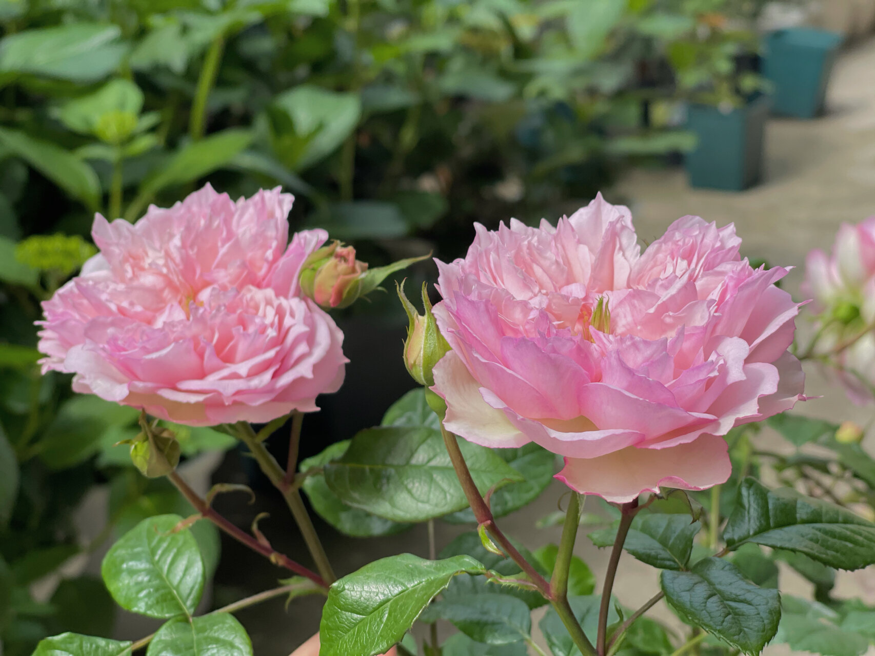 蝶之舞月季 灌木月季塞西尔沃朗热 又名 蝶之舞 !