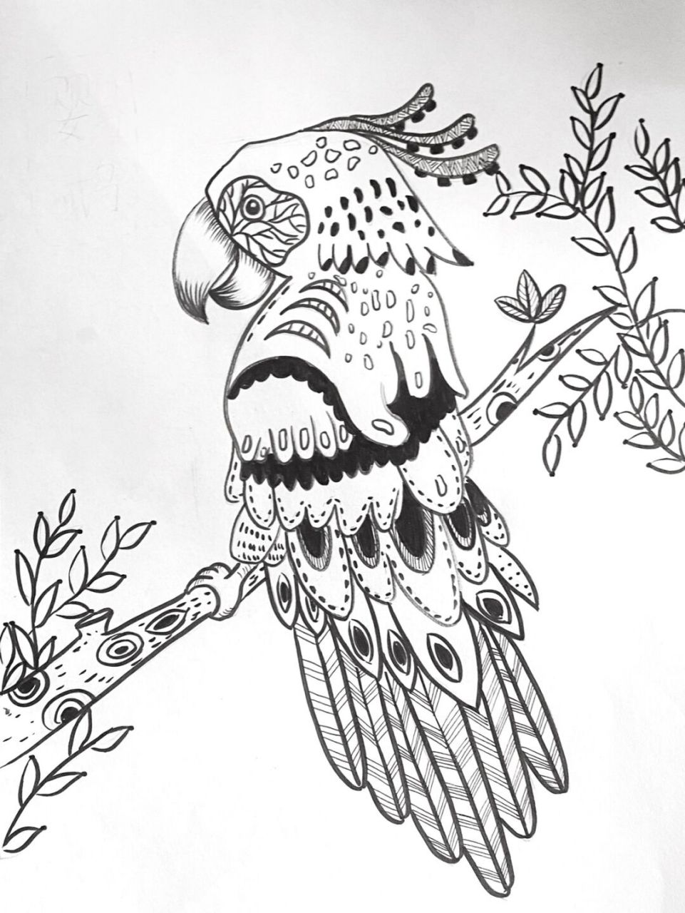 鹦鹉创意线描画图片