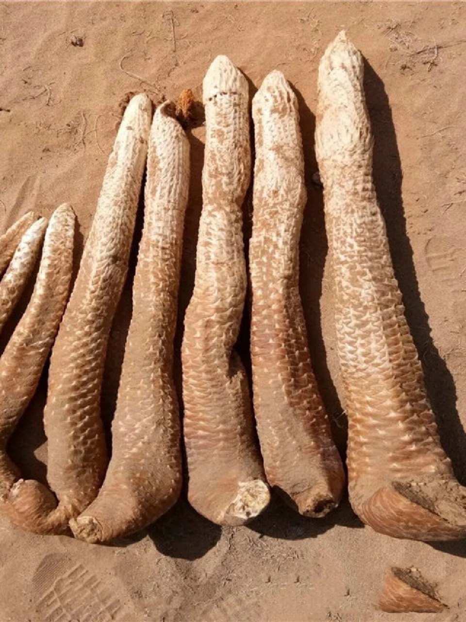 沙漠人参—肉苁蓉 苁蓉来源 肉苁蓉又名肉松容,地精,金笋,素有"沙漠