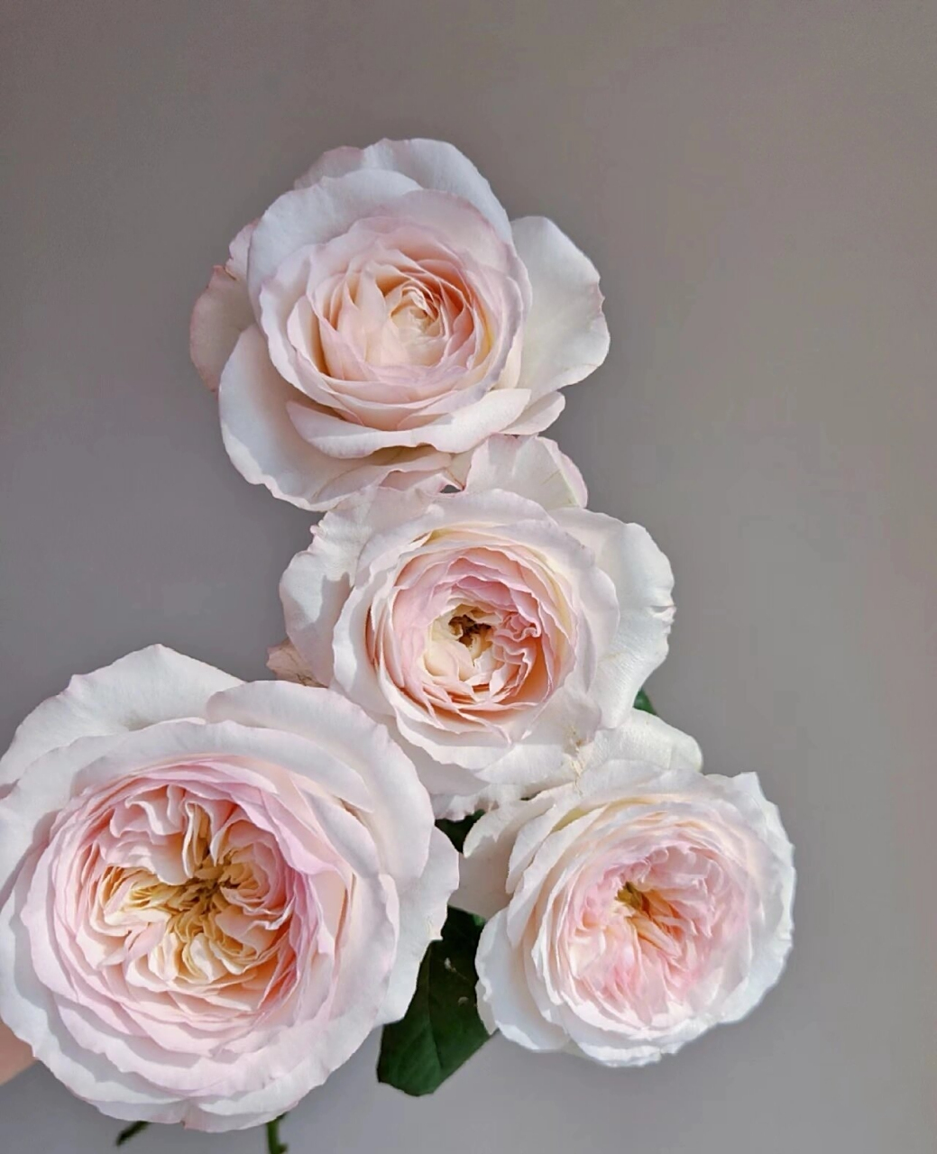 每天认识一种花94day35凯拉玫瑰 凯拉 冰淇淋色系,颜值真的可以封神