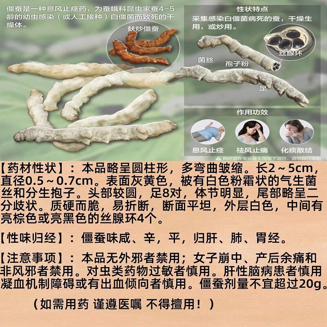 僵蚕 🌿中yao名:僵蚕 🌿别名:白僵蚕,天虫,僵虫