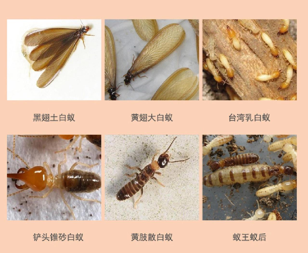 常见白蚁种类及危害和防治方法