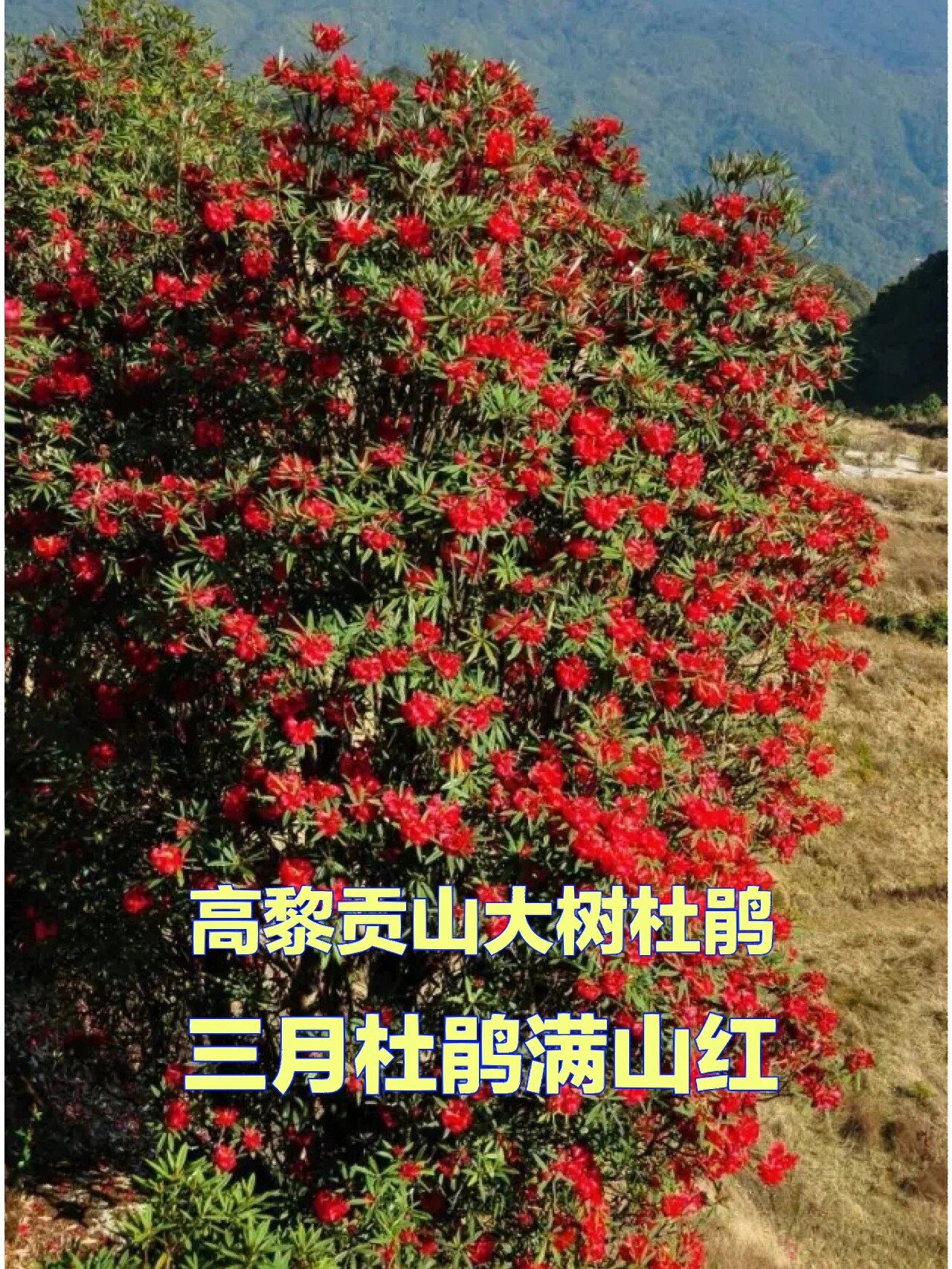 徒步摄影08云南高黎贡山的大树杜鹃开了 在高黎贡山的深谷里,号称