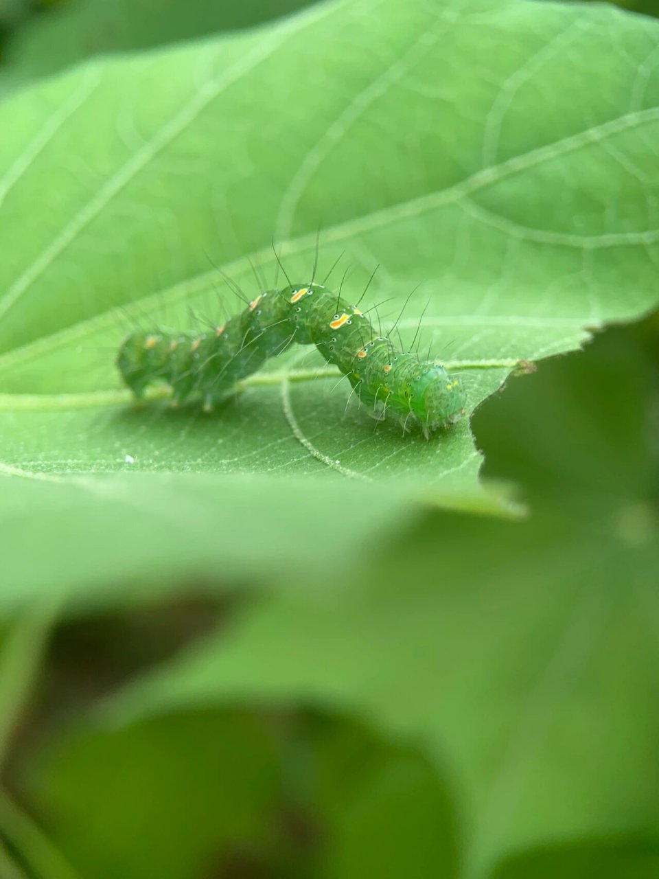 虫子种类 毛毛虫图片