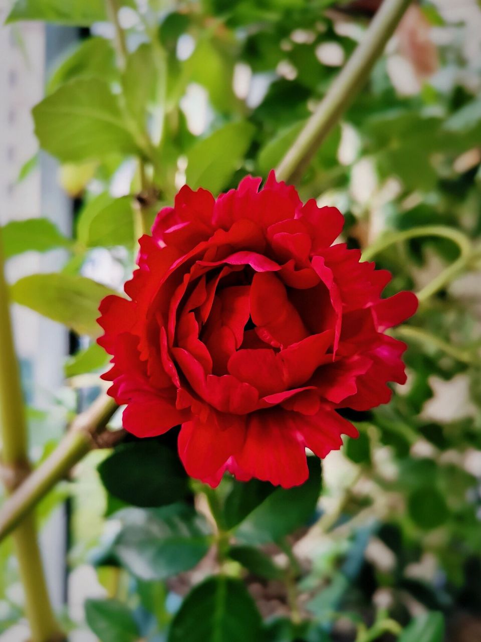 真彩230 日本月季界的四大妖花之一,花型花色真的是非常富有多变性.