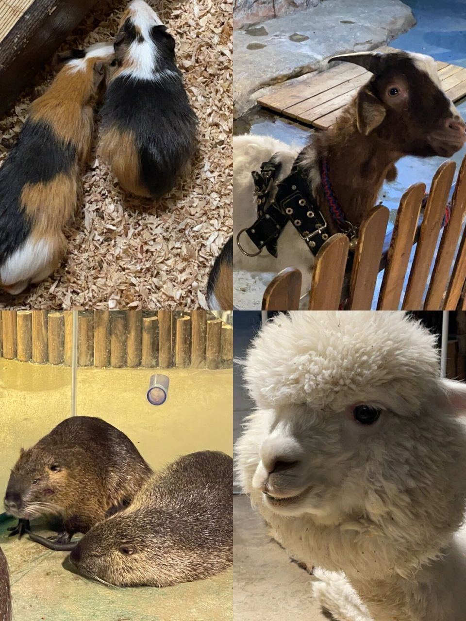 长春探店|大型室内互动动物园|超多可爱动物 喜欢小动物的宝子们看